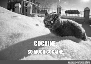 cat pill meme|cocaine so much cat.